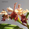 Cattleya dowiana aurea